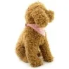 Collier bandana pour petit chien/chat