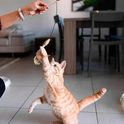 Jouet pour chats forme canne à pêche en bois
