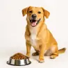 Accueil-Don Solidaire – Une Journée de Repas pour un Chien 🐶-Tunisie