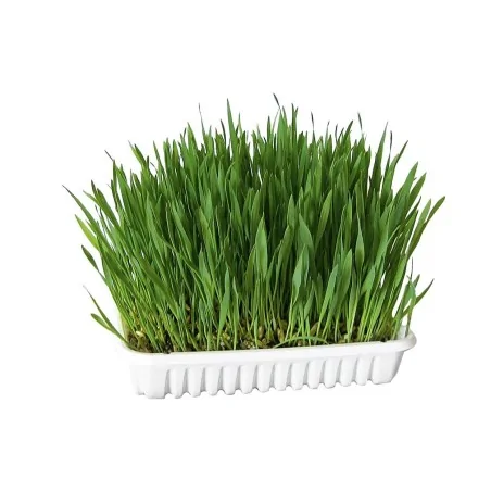 Friandises Chat-Kerbl – Herbe à Chat à Faire Germer – Barquette 100g-Tunisie