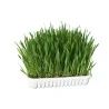 Friandises Chat-Kerbl – Herbe à Chat à Faire Germer – Barquette 100g-Tunisie