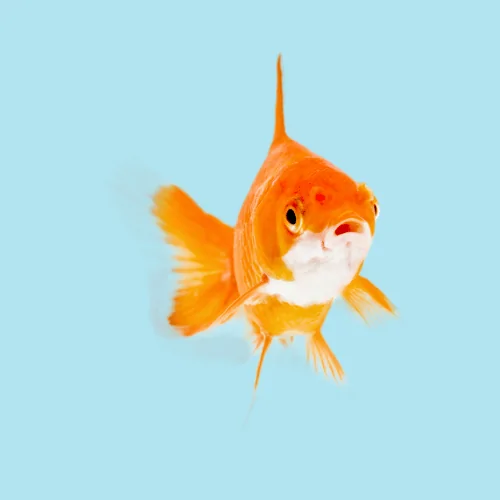 img-Poisson