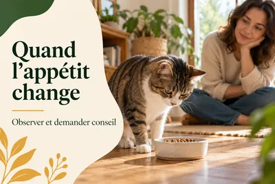 Mon chat ne mange plus : quoi vérifier et quand appeler le vétérinaire