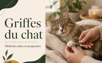 Couper les griffes de son chat : méthode douce et erreurs à éviter