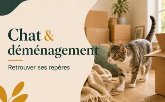 Chat stressé après un déménagement : comment l’aider à s’adapter ?