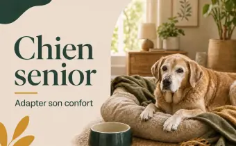 Chien senior : quels besoins changent avec l’âge ?
