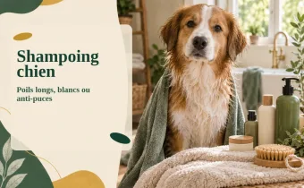 Shampoing chien : poils longs, poils blancs ou anti-puces, comment choisir ?