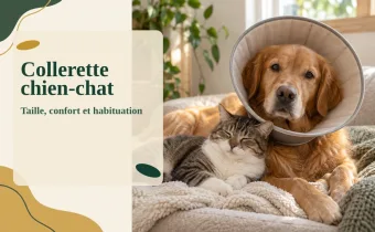 Collerette chien et chat : taille, confort et habituation